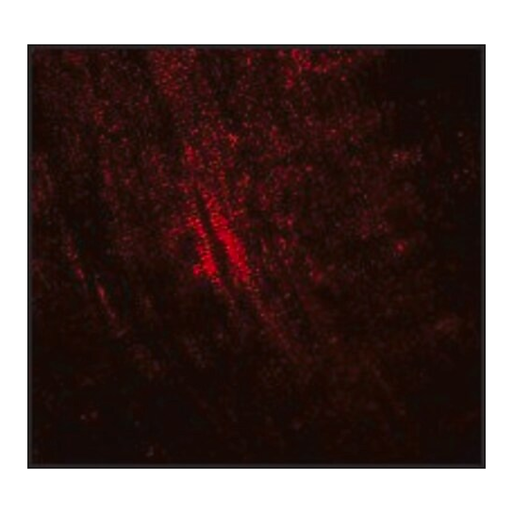 Merck Anti-MYBPC1 antibody produced in rabbit
