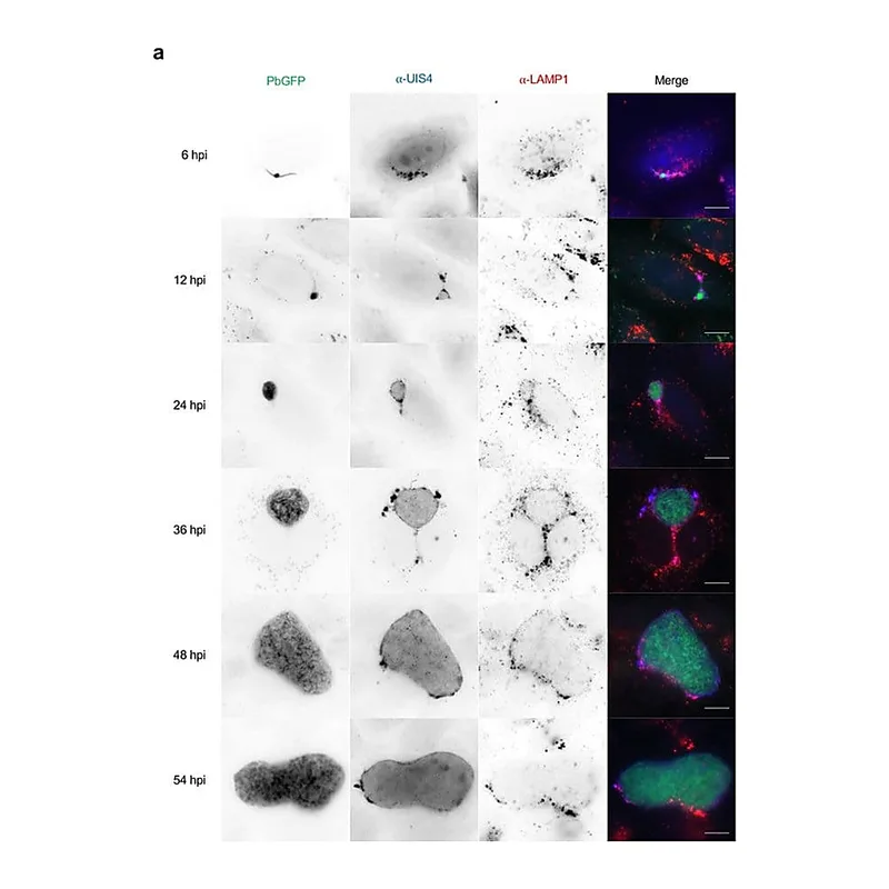 Thermo Fisher Scientific F(ab`)2-Goat anti-Rabbit IgG (H+L) Cross-Adsorbed Secondary Antibody, Alexa Fluor 350