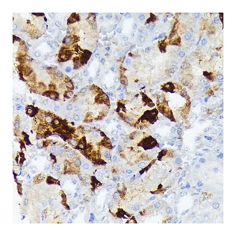 Merck Anti-CRYAB antibody produced in rabbit