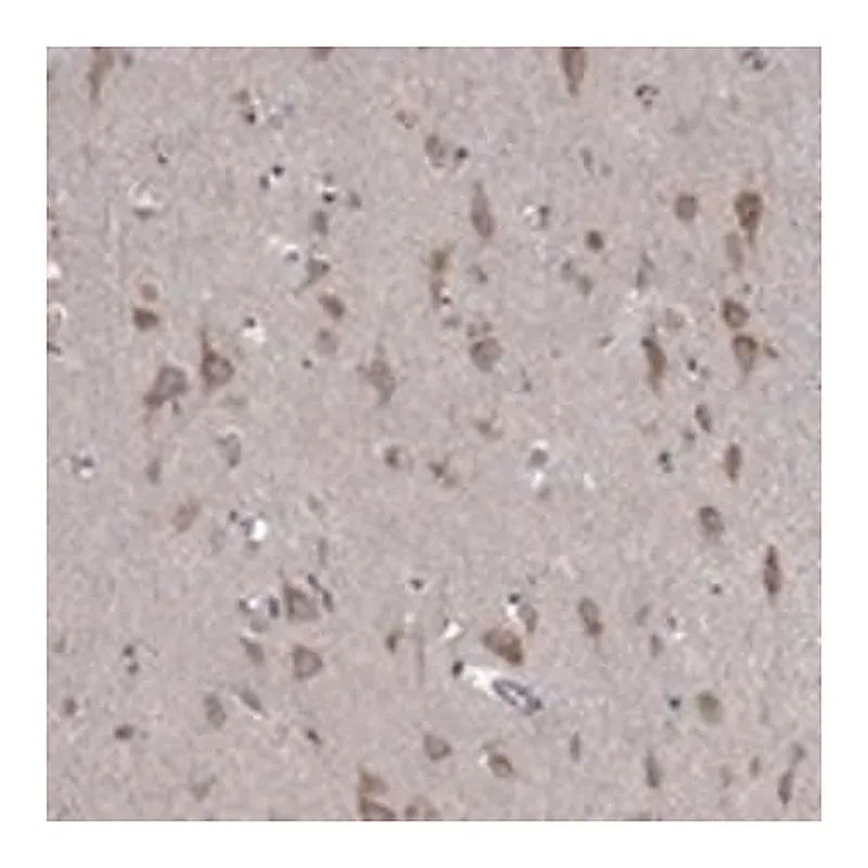 Merck Anti-IDS antibody produced in rabbit