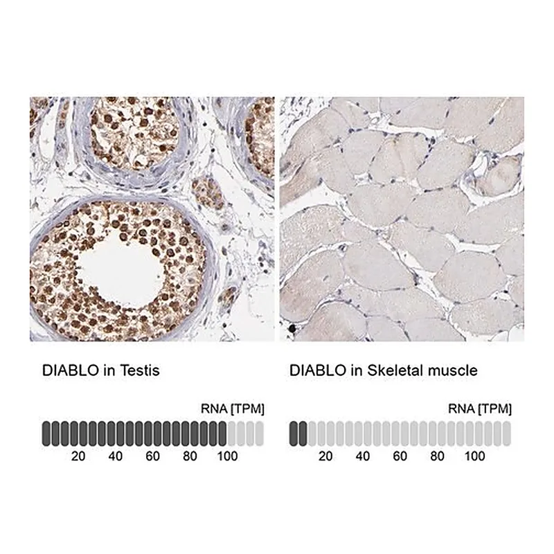 Merck Anti-DIABLO antibody produced in rabbit