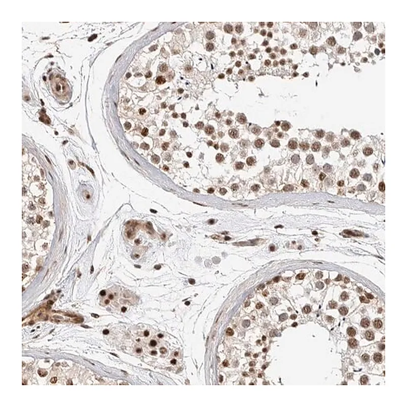 Merck Anti-GPATCH2 antibody produced in rabbit