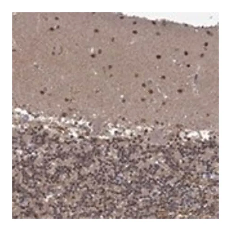 Merck Anti-PCBP2 antibody produced in rabbit