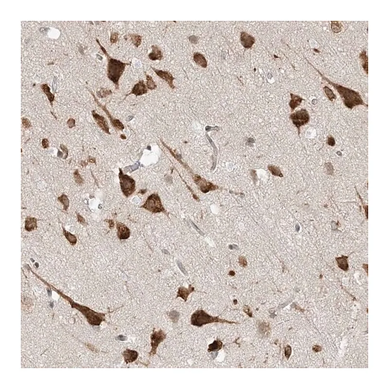 Merck Anti-UBAP2L antibody produced in rabbit