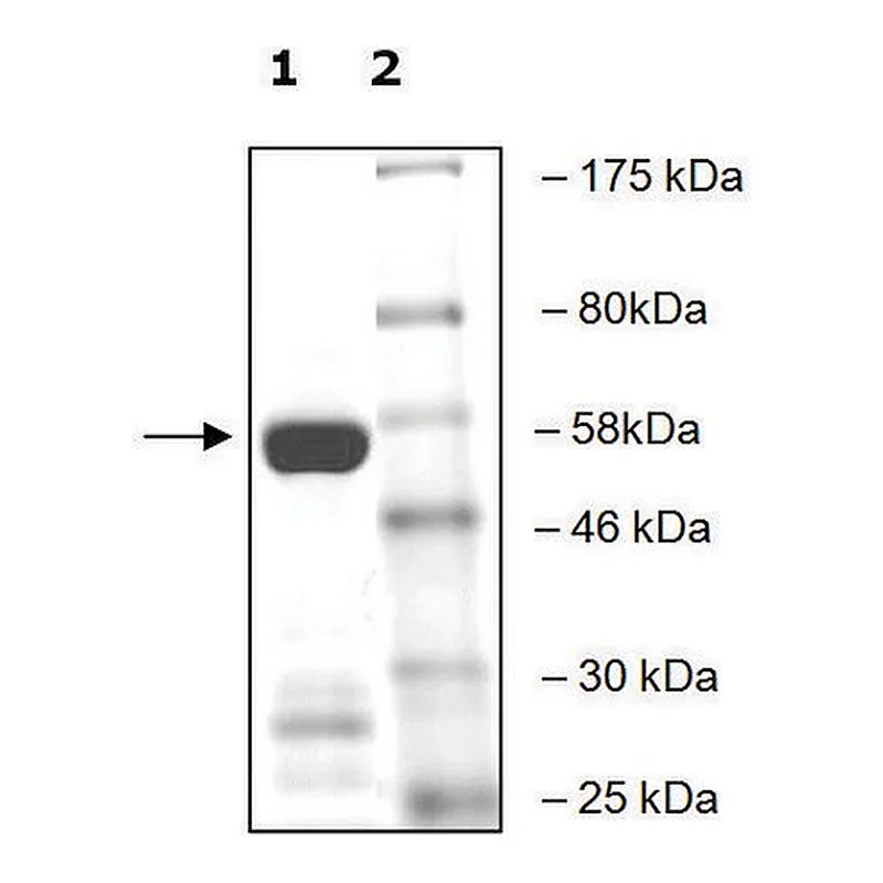 Merck SETD2 active human