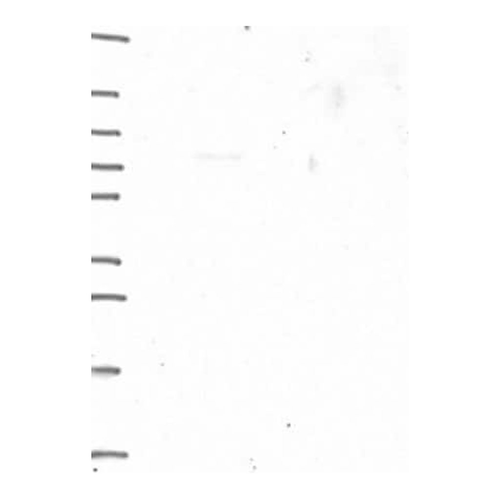 Merck Anti-SGO1 antibody produced in rabbit
