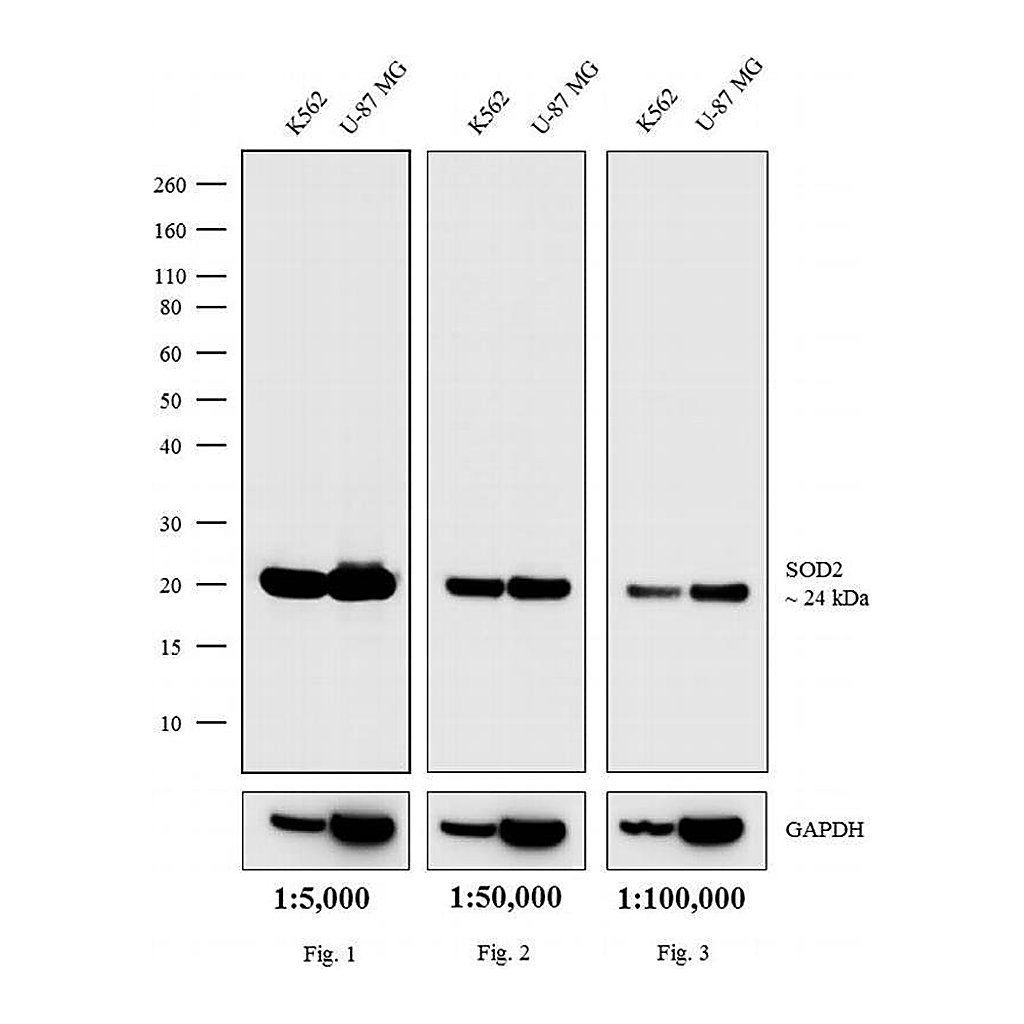 Thermo Fisher Scientific Goat anti-Mouse IgG (H+L) Secondary Antibody, HRP