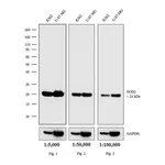 Thermo Fisher Scientific Goat anti-Mouse IgG (H+L) Secondary Antibody, HRP