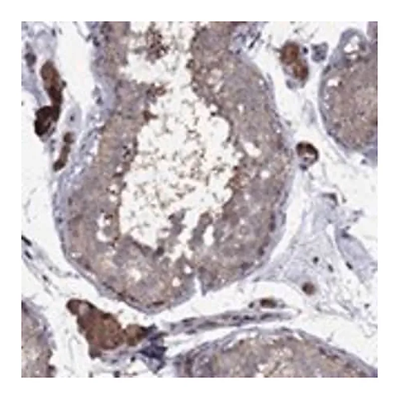 Merck Anti-IPP antibody produced in rabbit