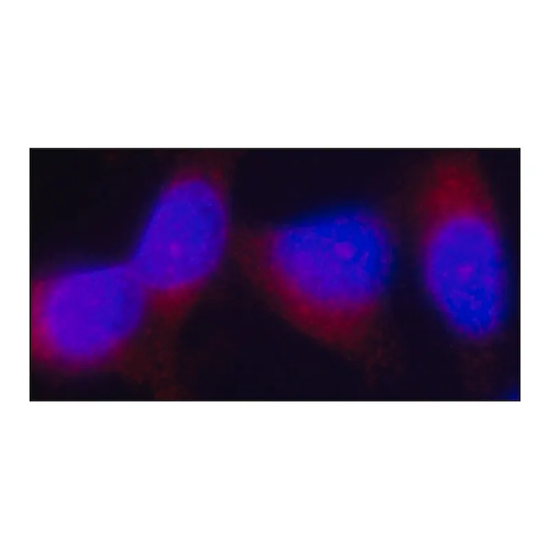 Merck Anti-Tensin 3 antibody, Mouse monoclonal