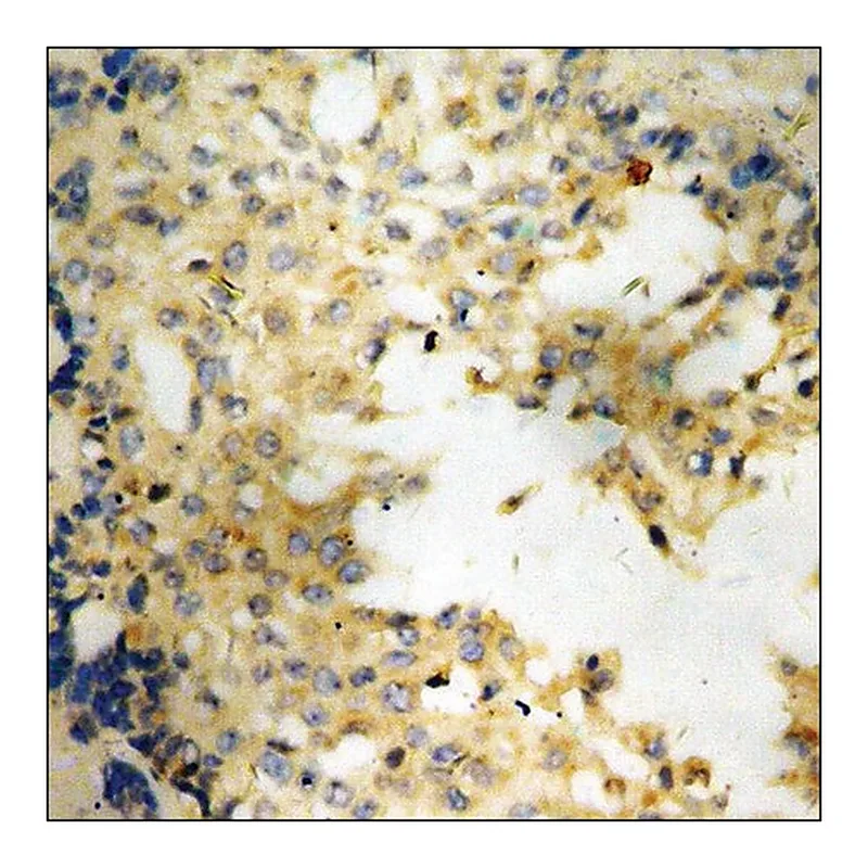 Merck Anti-phospho-VEGFR1 (pTyr1048) antibody produced in rabbit