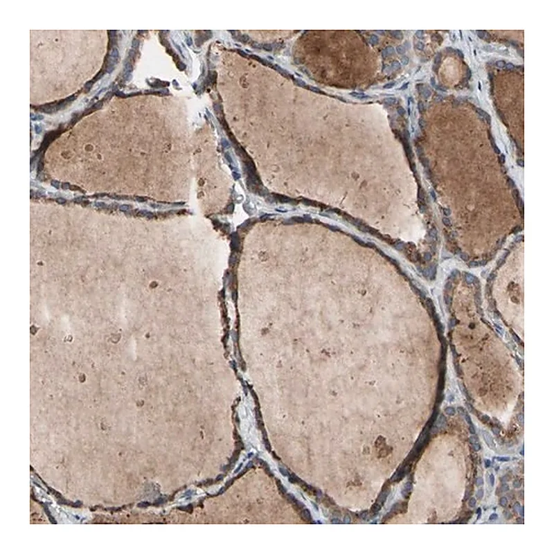 Merck Anti-TTC14 antibody produced in rabbit