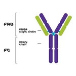 Merck MOUSE MYELOMA PROTEIN-IGG2A, KAPPA-(UPC&