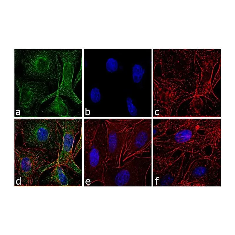 Thermo Fisher Scientific F(ab`)2-Donkey anti-Rat IgG (H+L) Highly Cross-Adsorbed Secondary Antibody, FITC