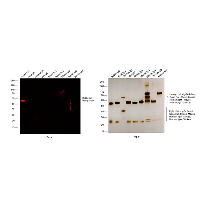 Thermo Fisher Scientific F(ab`)2-Goat anti-Rabbit IgG (H+L) Cross-Adsorbed Secondary Antibody, Alexa Fluor 594