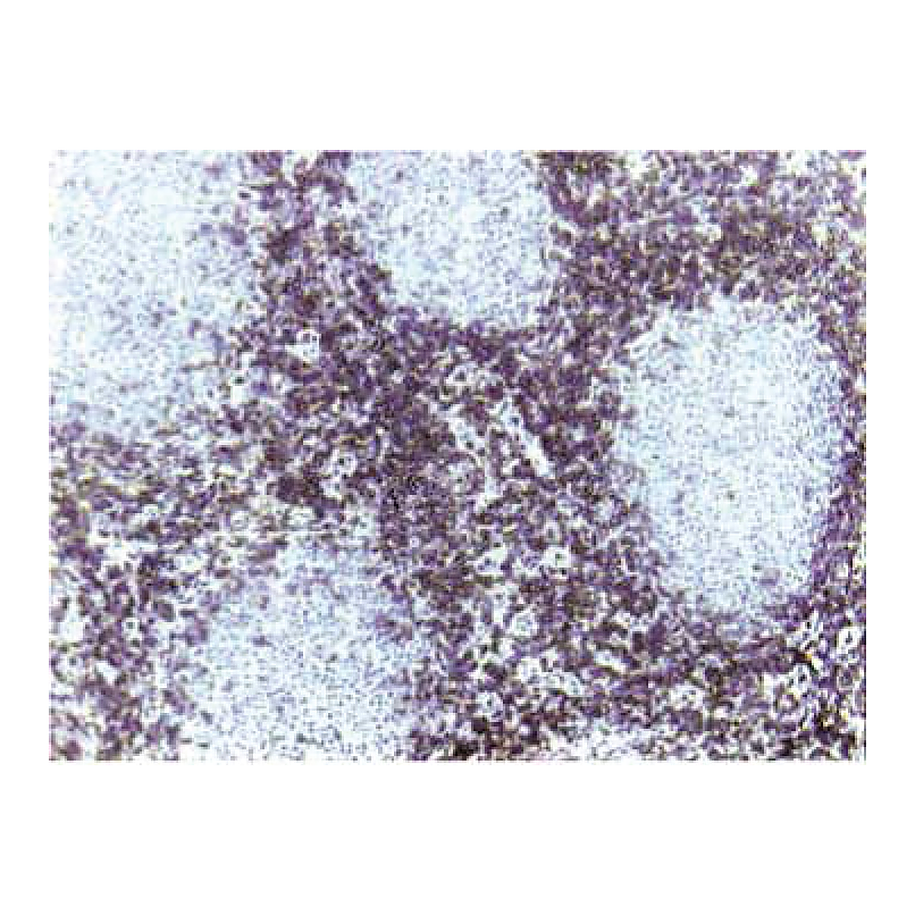 BD Purified Mouse Anti-Human CD3