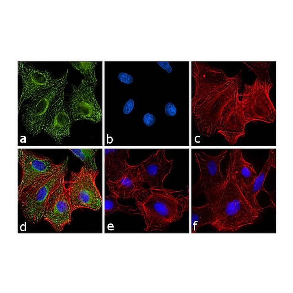Thermo Fisher Scientific Goat anti-Rat IgG Fc Secondary Antibody, FITC