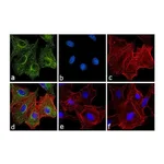 Thermo Fisher Scientific Goat anti-Rat IgG Fc Secondary Antibody, FITC