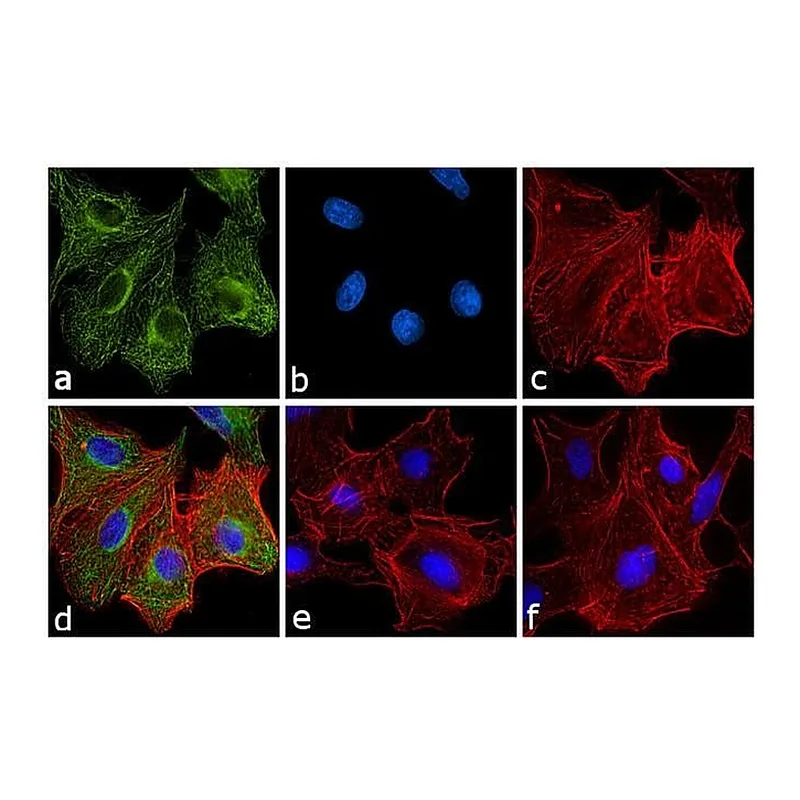 Thermo Fisher Scientific Goat anti-Rat IgG Fc Secondary Antibody, FITC