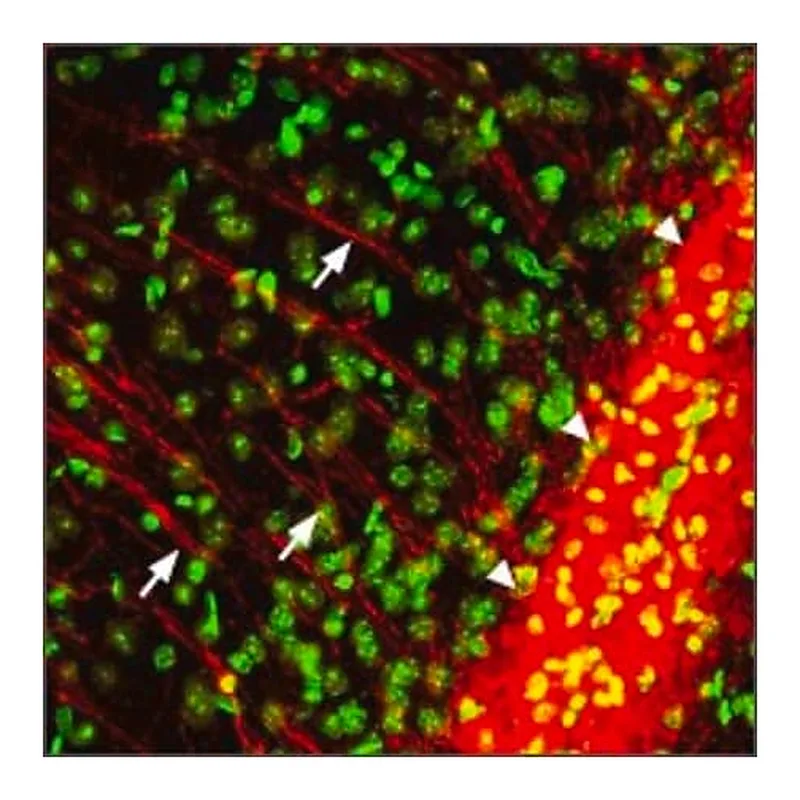 Merck Anti-Purinergic Receptor P2Y12 antibody produced in rabbit