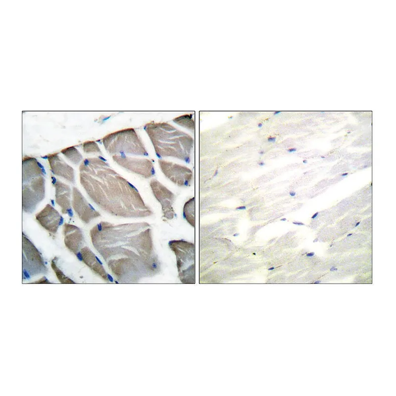 Merck Anti-Actin-pan, C-Terminal antibody produced in rabbit