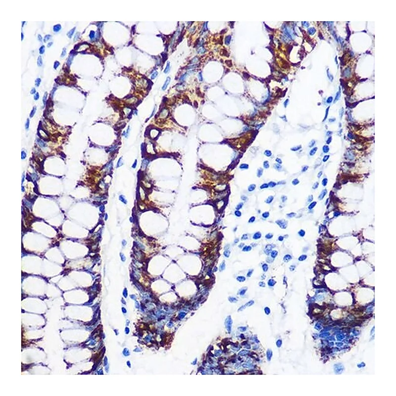 Merck Anti-Monoamine Oxidase A (MAOA) antibody produced in rabbit