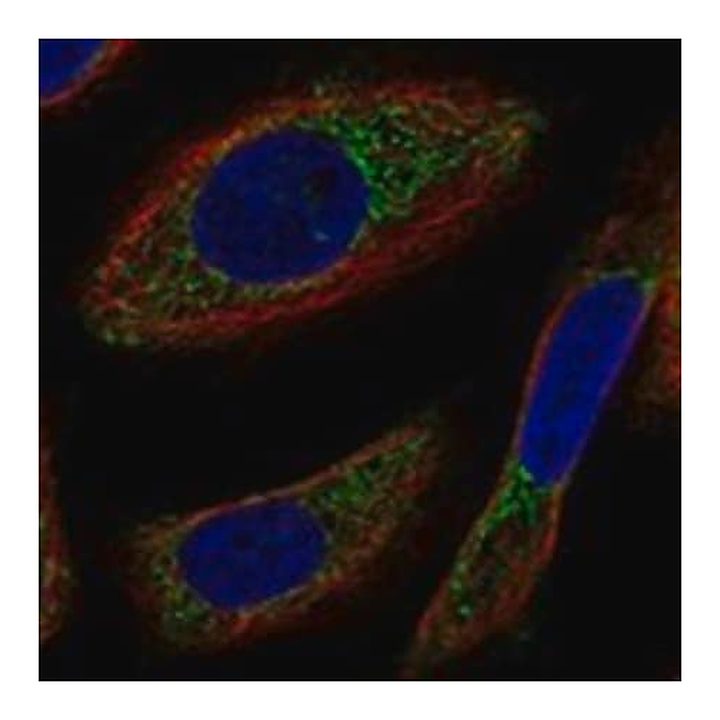Merck Anti-NYAP2 antibody produced in rabbit