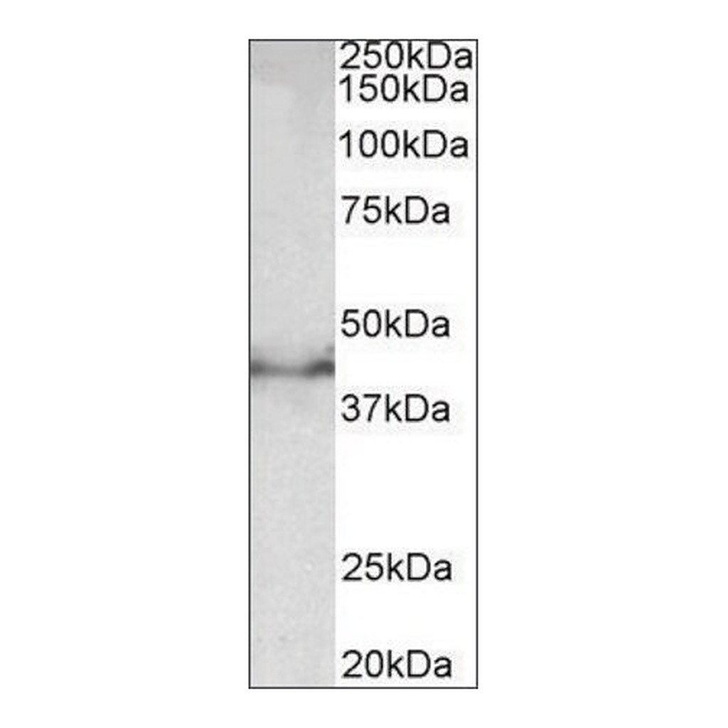 Merck Anti-Dcx antibody produced in goat