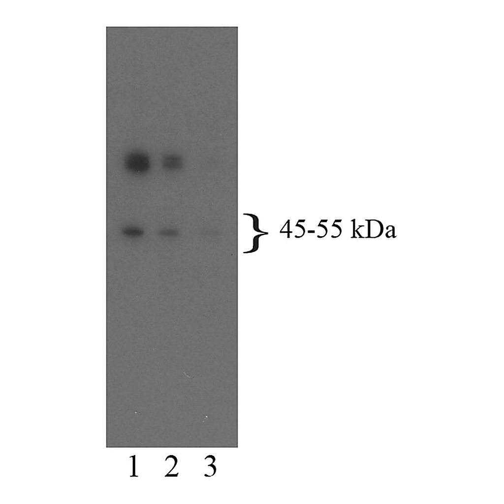 BD Purified Mouse Anti-Serotonin Receptor 5-HT[2B]R