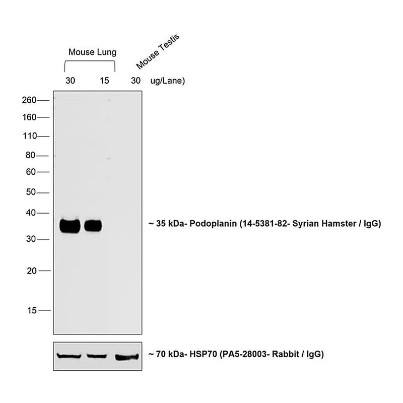 Thermo Fisher Scientific Rabbit anti-Syrian Hamster IgG (H+L) Cross-Adsorbed Secondary Antibody, Biotin