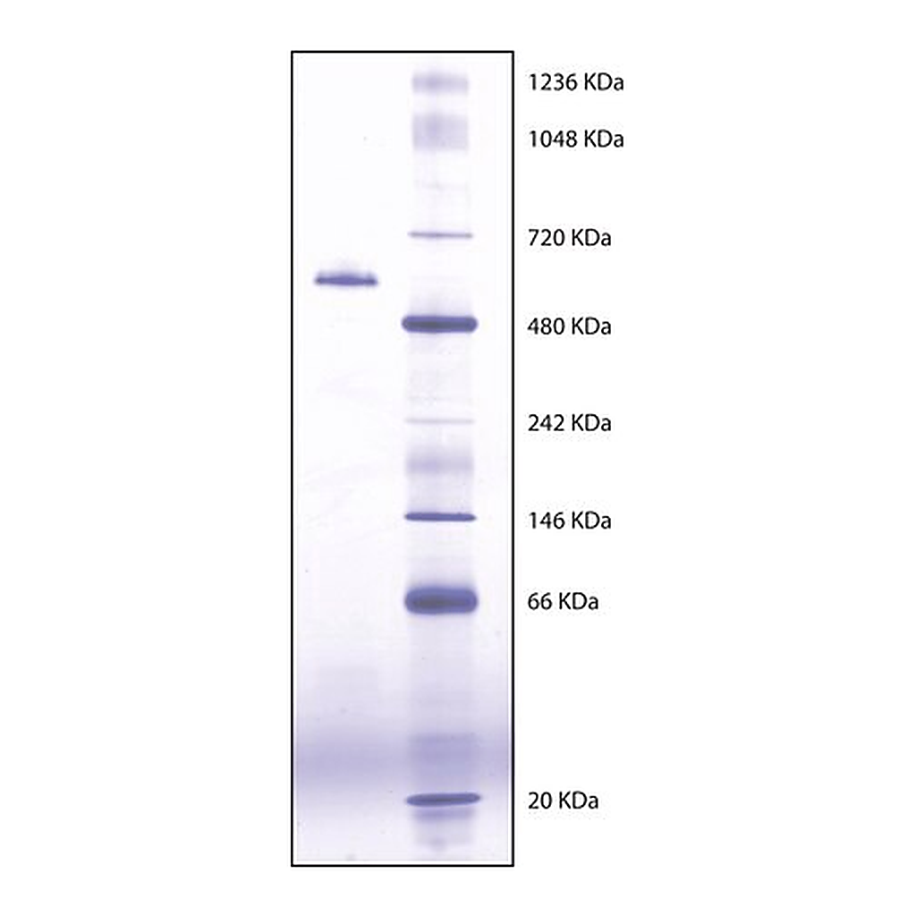 Merck Butyrylcholinesterase from equine serum