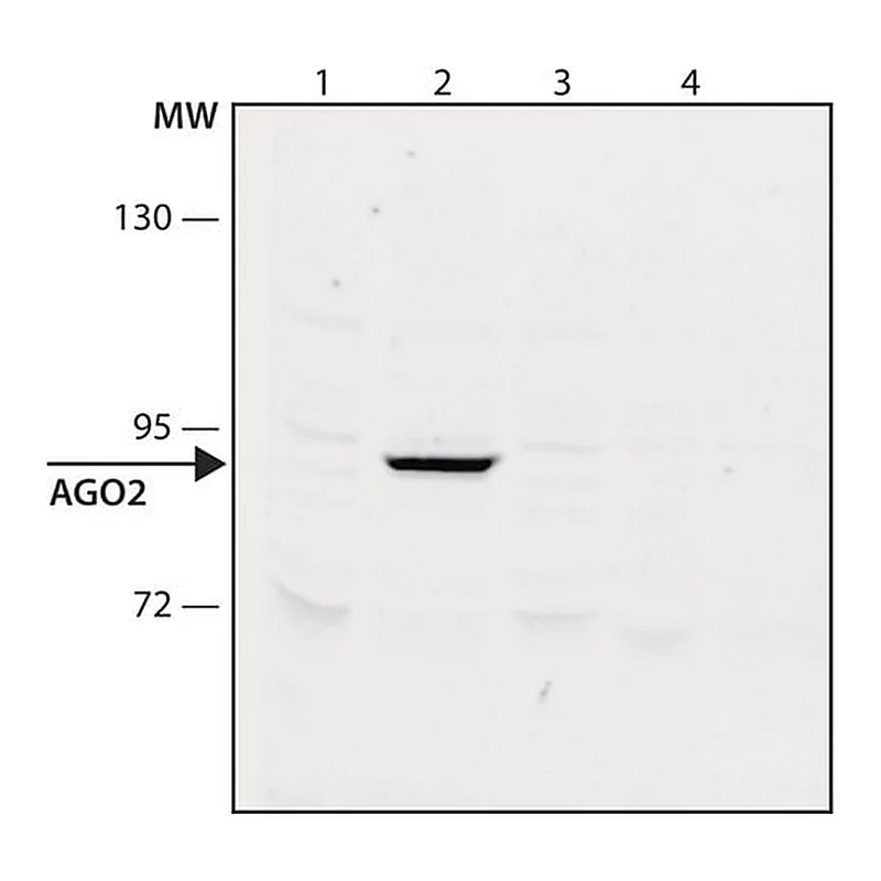 Merck Anti-AGO2 antibody, Mouse monoclonal