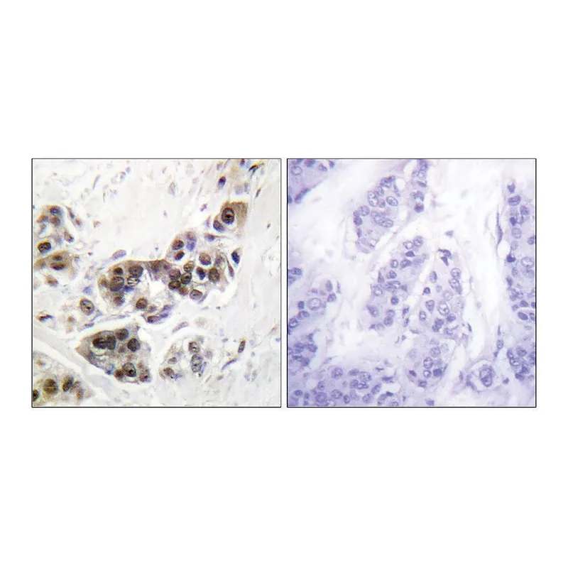 Merck Anti-p53 antibody produced in rabbit
