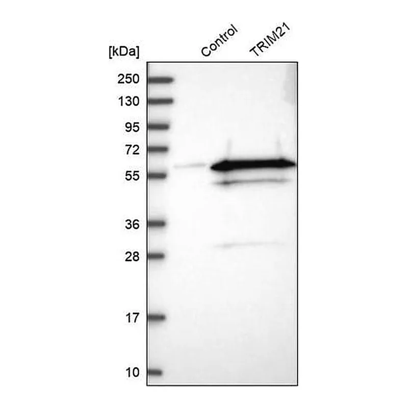 Merck Anti-TRIM21 antibody produced in rabbit