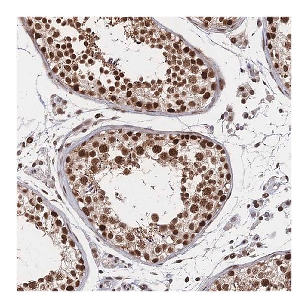 Merck Anti-NELFA antibody produced in rabbit