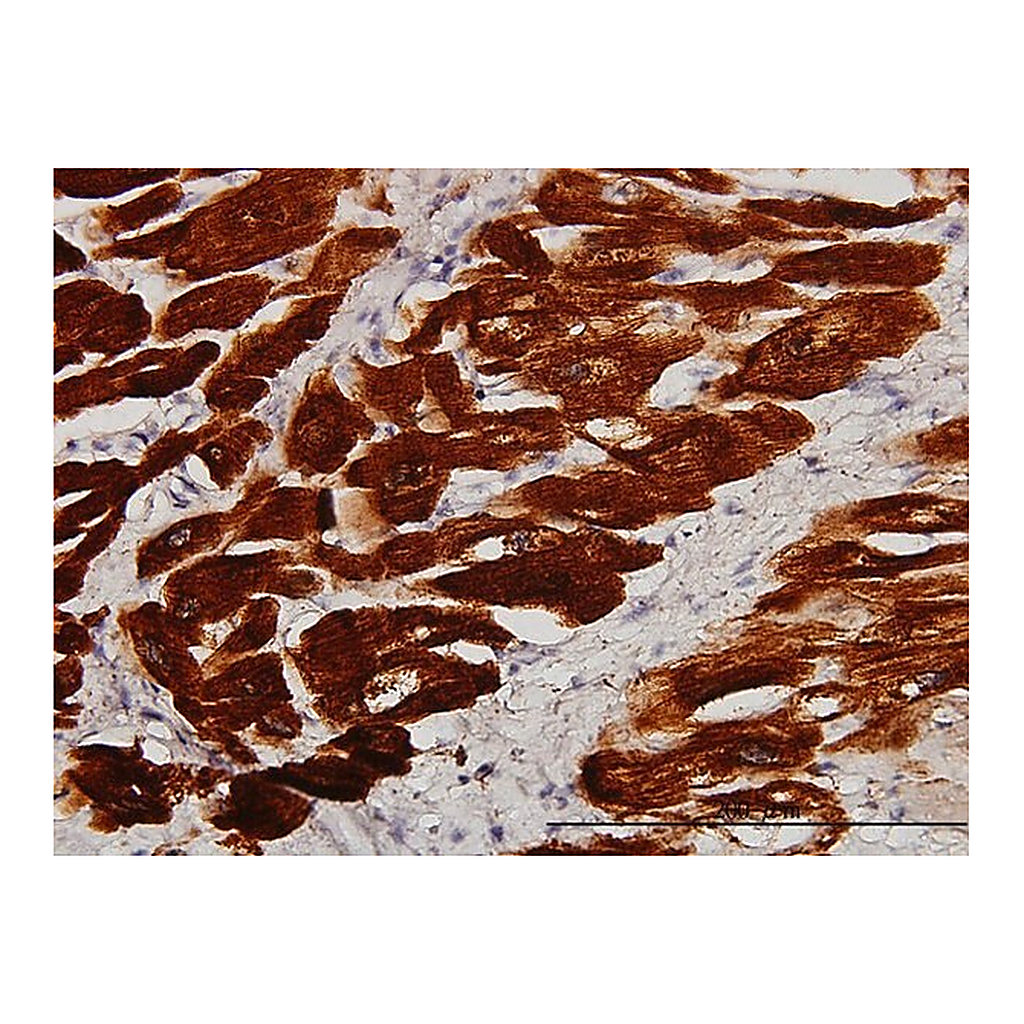 Merck Monoclonal Anti-TNNC1 antibody produced in mouse