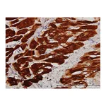 Merck Monoclonal Anti-TNNC1 antibody produced in mouse
