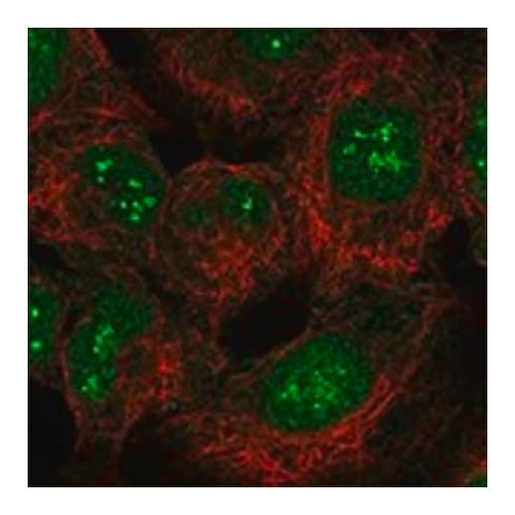 Merck Anti-SMUG1 antibody produced in rabbit