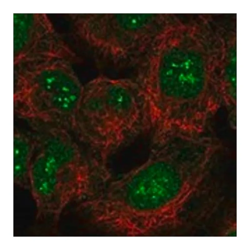 Merck Anti-SMUG1 antibody produced in rabbit