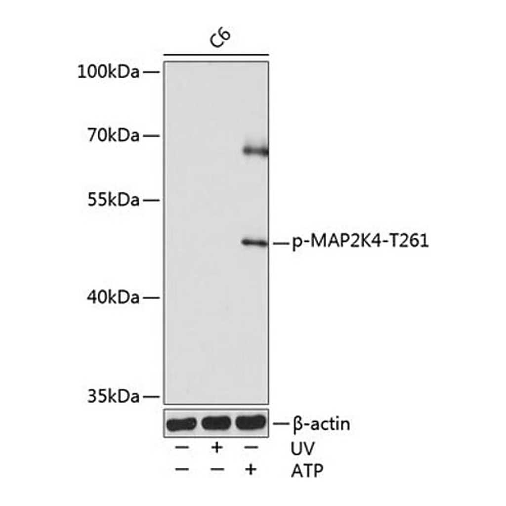 Merck Anti-Phospho-MAP2K4-T261 antibody produced in rabbit