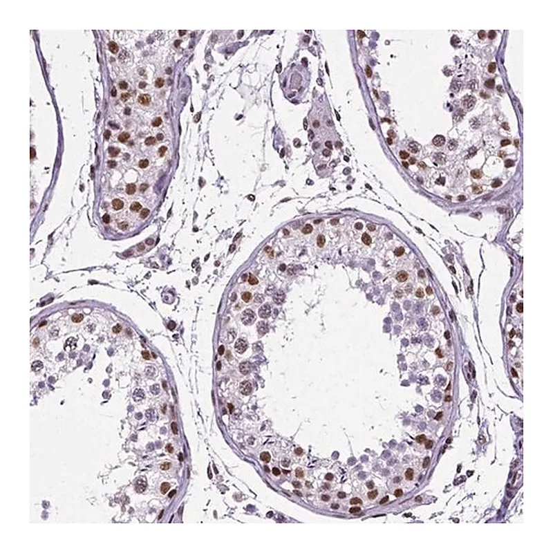 Merck Monoclonal Anti-REST antibody produced in mouse