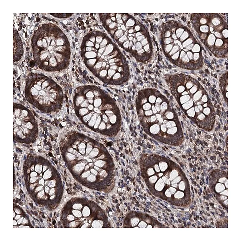 Merck Anti-SDHAF2 antibody produced in rabbit