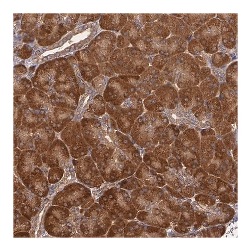 Merck Anti-ECE1 antibody produced in rabbit