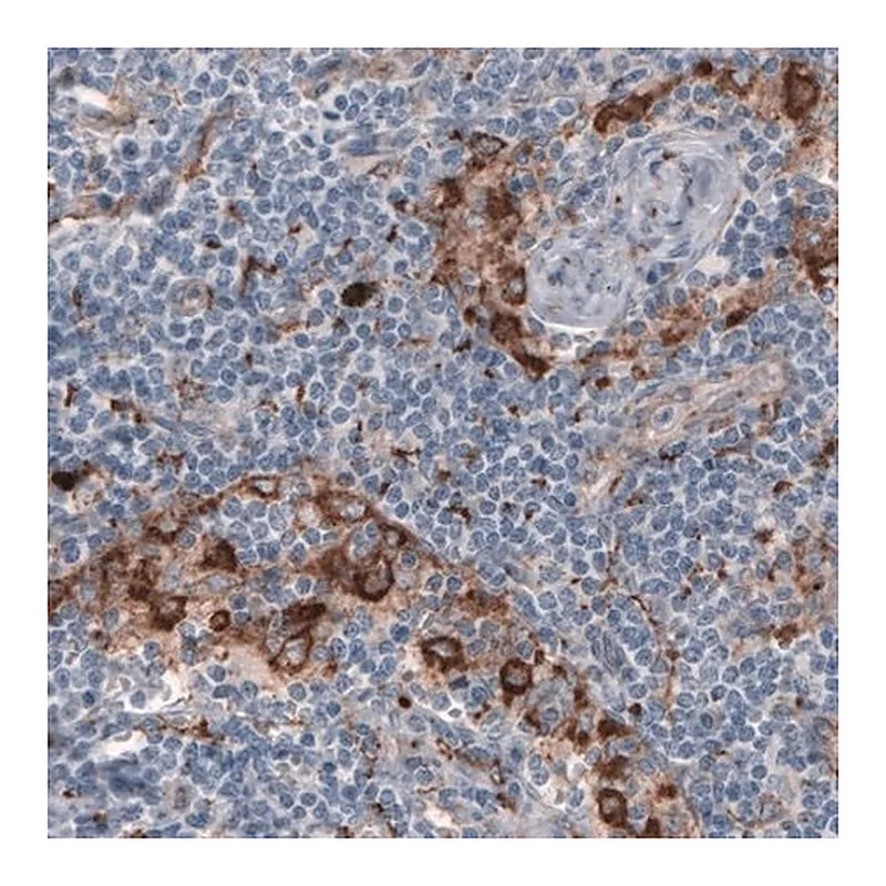Merck Monoclonal Anti-FCGRT antibody produced in mouse