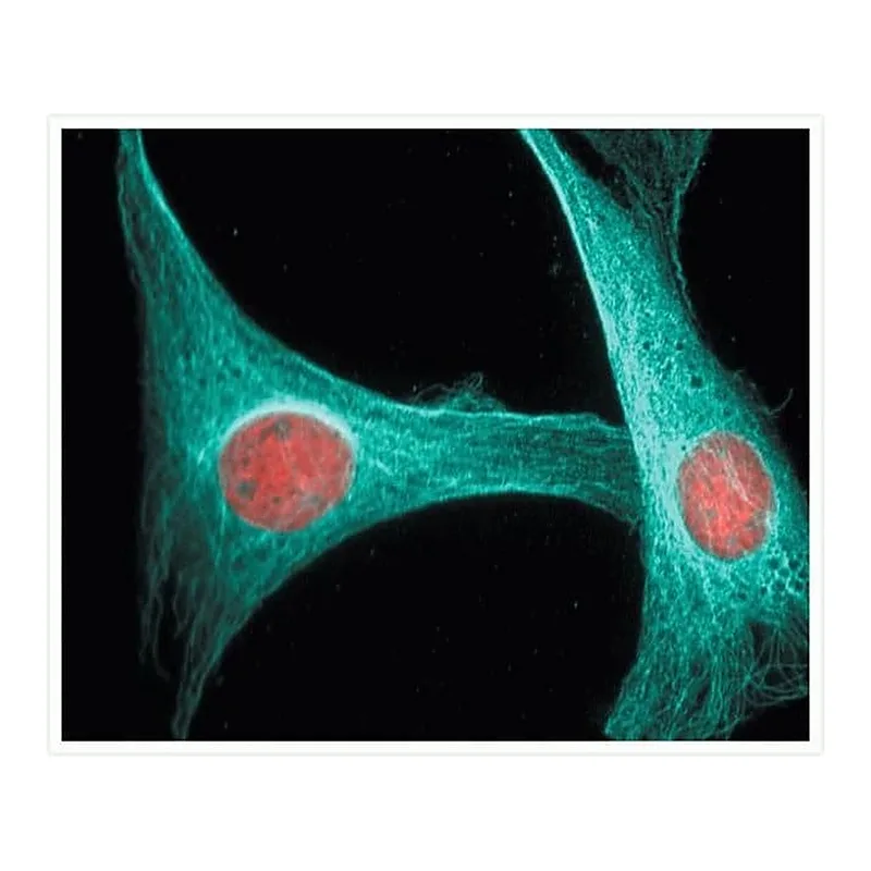 Thermo Fisher Scientific Goat anti-Mouse IgG (H+L) Cross-Adsorbed Secondary Antibody, Alexa Fluor 405