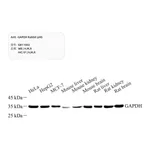Servicebio Anti -GAPDH Rabbit pAb