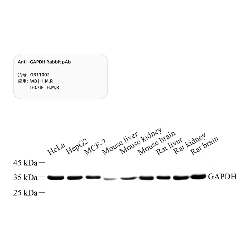 Servicebio Anti -GAPDH Rabbit pAb