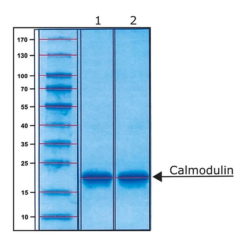 Merck Calmodulin bovine