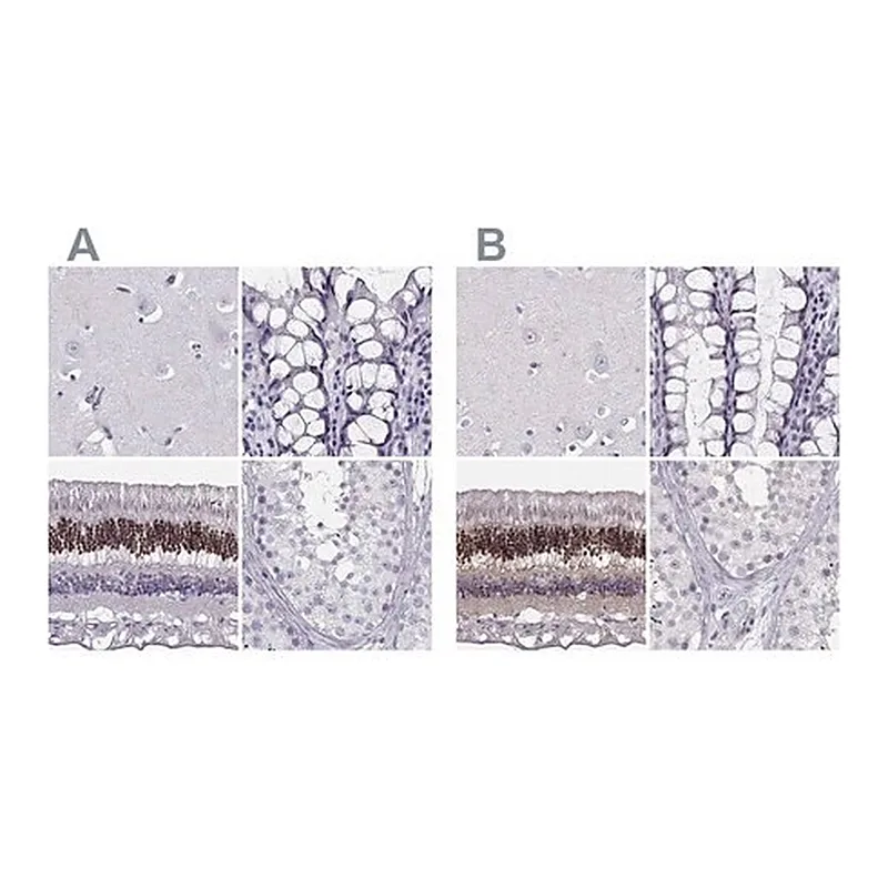Merck Anti-CRX antibody produced in rabbit