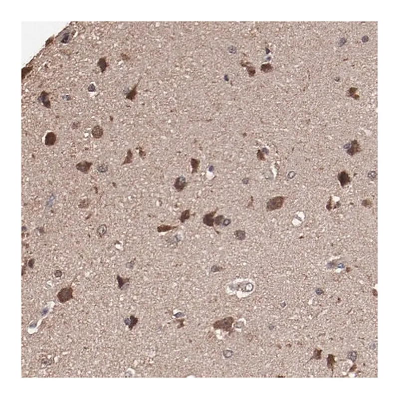 Merck Anti-TENM1 antibody produced in rabbit